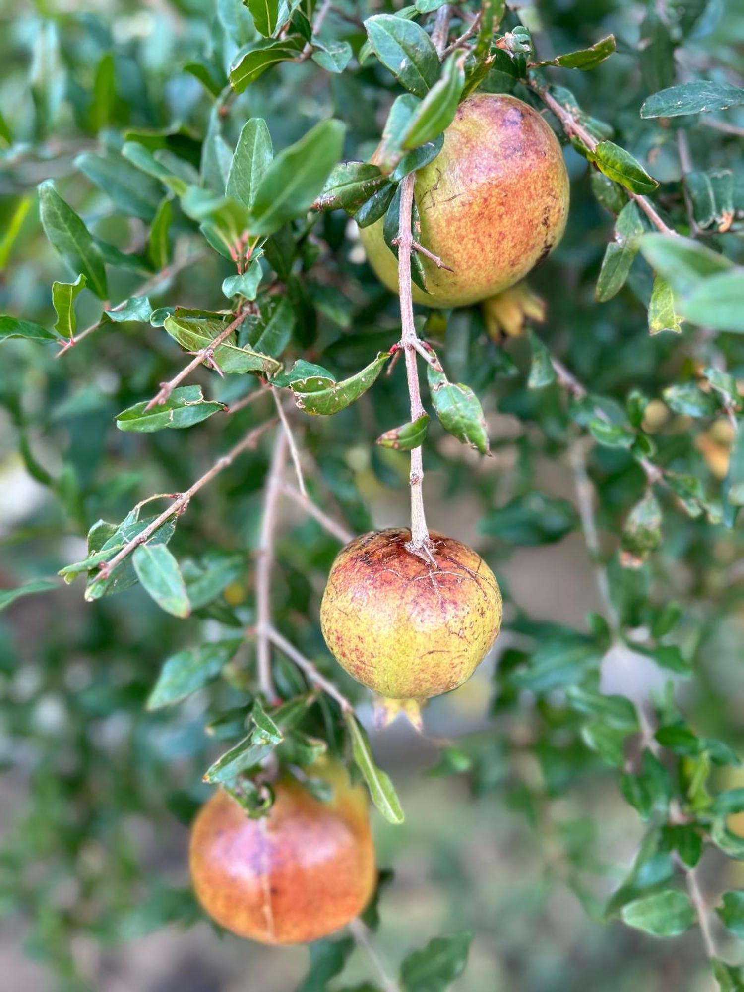 Appartamento Danisacroatia Maslenica Esterno foto
